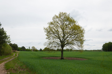 Lonely tree on a green field