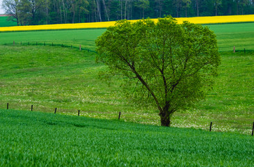 single tree on a meadow near Bernstadt auf dem Eigen, Saxony/Germany