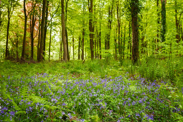 Obraz premium Bluebells in woodland on a sunny Spring morning in Wiltshire, Uk