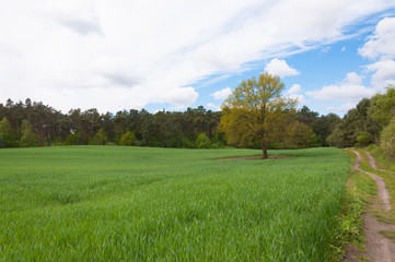 Lonely tree on a green field