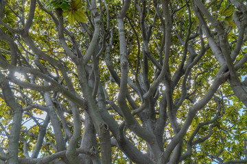 Dans les jardins du monastère de Cimiez à Nice