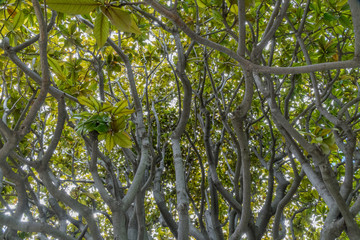 Dans les jardins du monastère de Cimiez à Nice