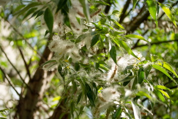 spring willow fluff