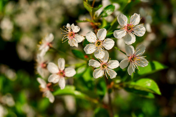 white flowers on a branch with leaves