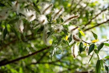 spring willow fluff