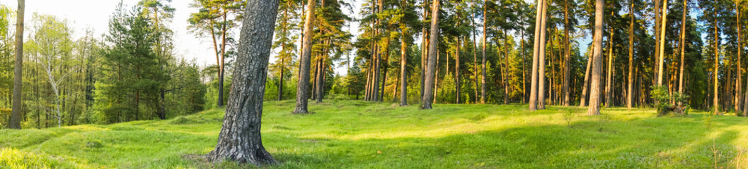 panorama of pine forest trunks