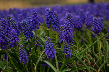 Beautiful hyacinths are blooming in the park.