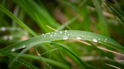 Naklejka premium Water droplets on grass