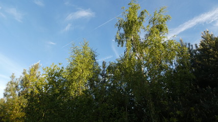 Birch Tree & Hawthorn under a Spring Moon  (3)