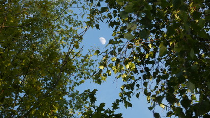 Birch Tree & Hawthorn under a Spring Moon  (4)