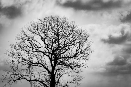 Silhouette leafless tree. Silhouette dead tree on dark dramatic sky and clouds background for scary or death. Halloween day background. Hopeless, despair, and lament concept. Sad and depressed feel.
