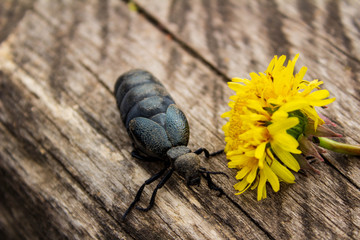  Black beetle, which is found on the island of Khortytsya.