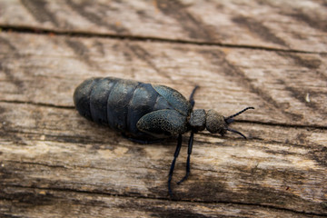  Black beetle, which is found on the island of Khortytsya.