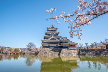 Naklejka premium Matsumoto Castle During Cherry Blossom