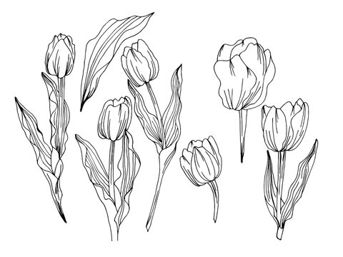 Tulip floral sketch illustration