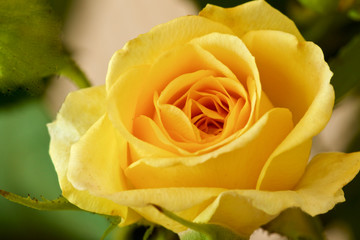 Beautiful tiny yellow roses close up.