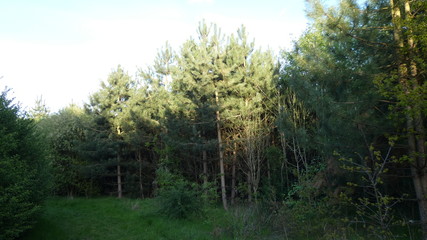 Pine Trees of an evening (2)