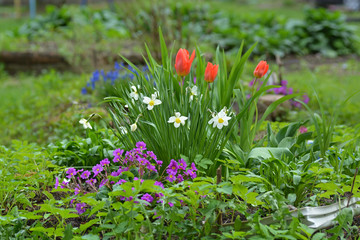 Flowerbed with spring flowers, red tulips and white daffodils on the background of green grass