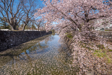 Fototapeta na wymiar Cherry Blossom full bloom at Matsumoto castle