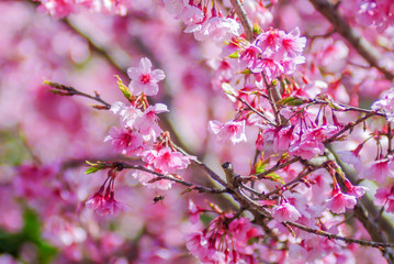 Pink Cherry Blosssom in spring