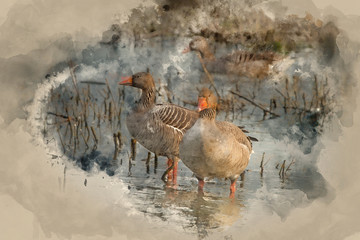 Watercolour painting of Beautiful greylag goose Anser Anser in wetland landscape