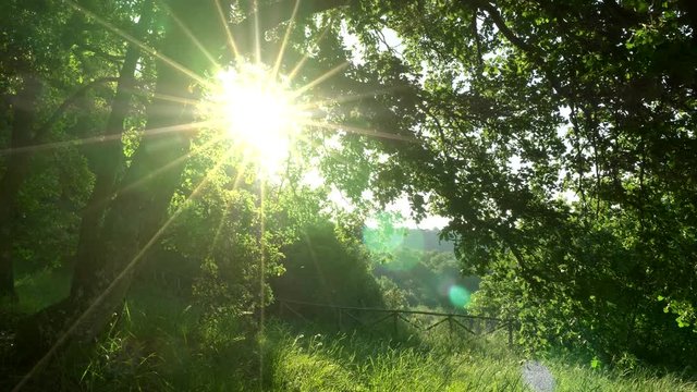 Steadicam shot of beautiful sunny day in Tuscany, Italy. Green grass, trees and sun