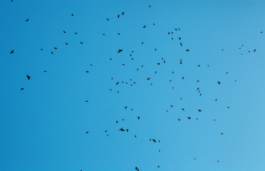 Flock of crows silhouettes fly in blue sky