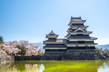 Matsumoto Castle During Cherry Blossom