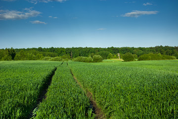 Fototapeta na wymiar Wheel tracks in green grain, forest and blue sky