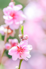 Fototapeta na wymiar Pink Cherry Blosssom with pink background