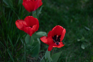 Red  flowers and green grass background