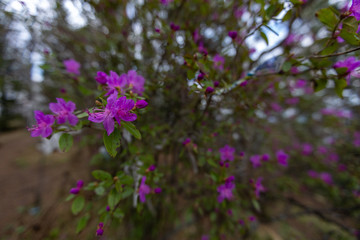 чемал, катунь