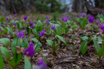 чемал, катунь
