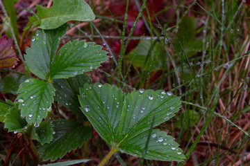 Dew drops on green spring leaves after rain