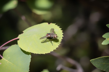 Fly on Leaf with an Afternoon Shadow
