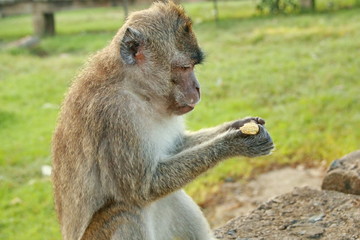 monkeys sits and eating in the forest. Monkey forest, Kembang Island Banjarmasin