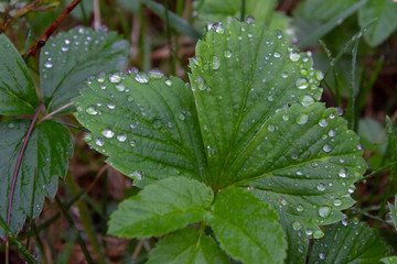 Dew drops on green spring leaves after rain