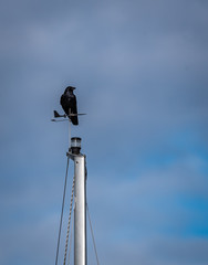 Crow on a mast tip of a sailboat.