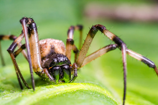 Super macro image of black and brown spider on green leaf.