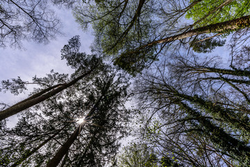 Obraz premium The sun is shining through the trees on a spring day