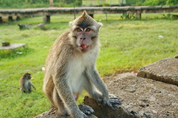 monkeys sits and eating in the forest. Monkey forest, Kembang Island Banjarmasin