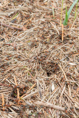 Anthill with lots of red-black ants in the forest