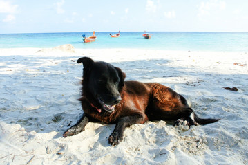 Portrait of old black dog on the beach.