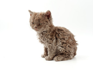 Obraz premium little funny kittens on a white background