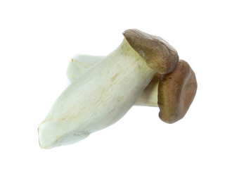 King Oyster mushrooms isolated on white background