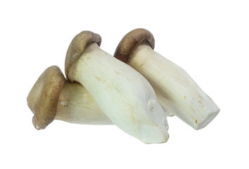King Oyster mushrooms isolated on white background