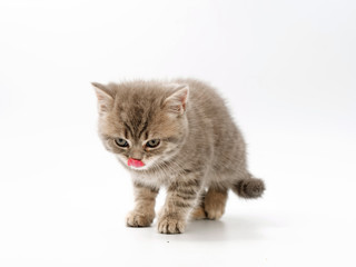 little funny kittens on a white background