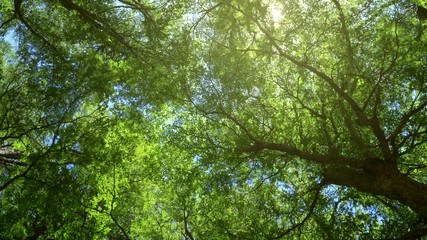 Walking through summer forest. Trees crowns and sun rays. UHD 4K