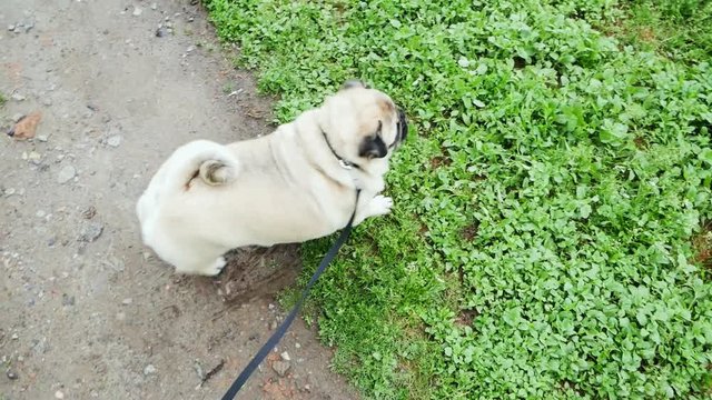 Funny pug dog digging on the green lawn in slow motion then shakes out