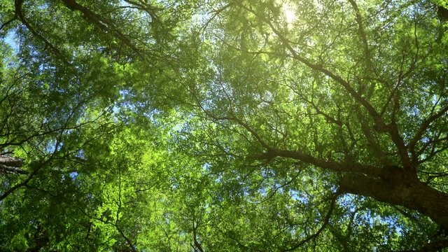 Walking through summer forest. Trees crowns and sun rays. UHD 4K